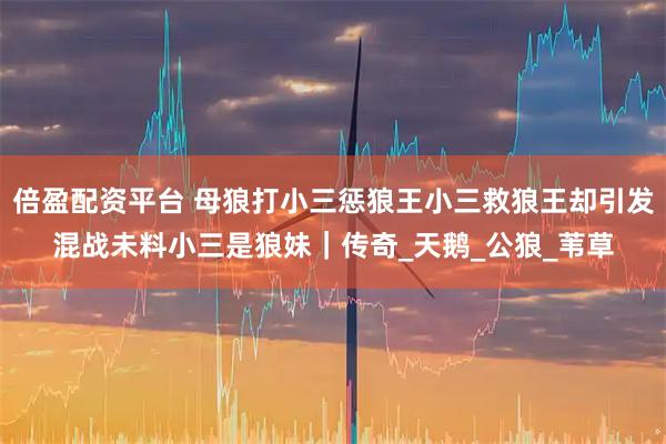 倍盈配资平台 母狼打小三惩狼王小三救狼王却引发混战未料小三是狼妹｜传奇_天鹅_公狼_苇草